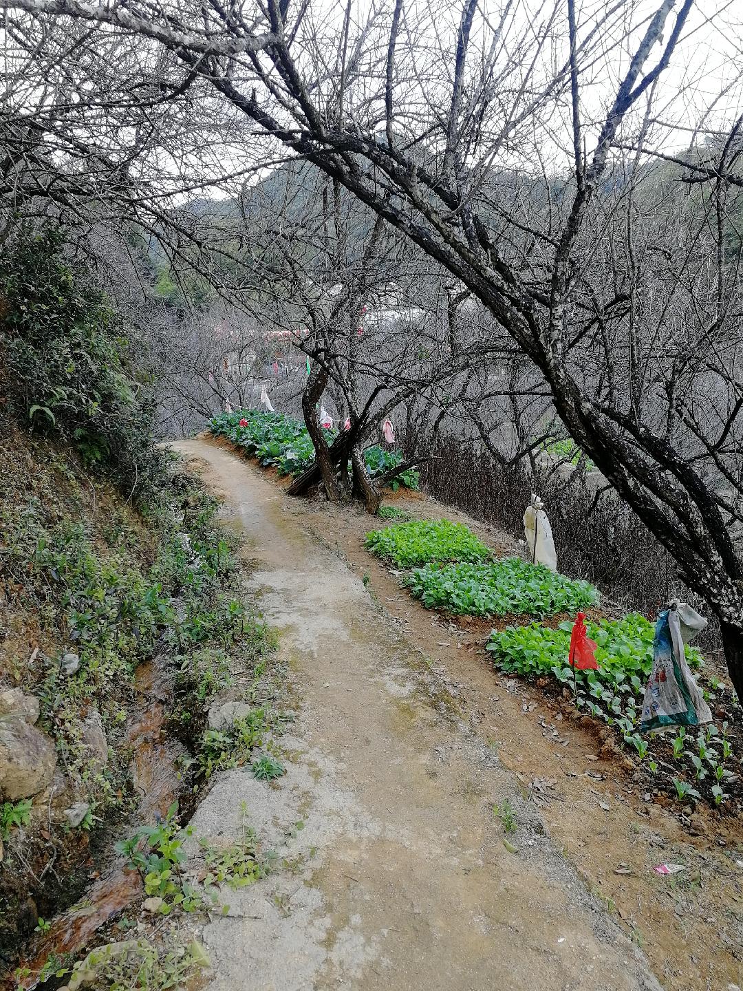 大高田村筹备梅花节1
