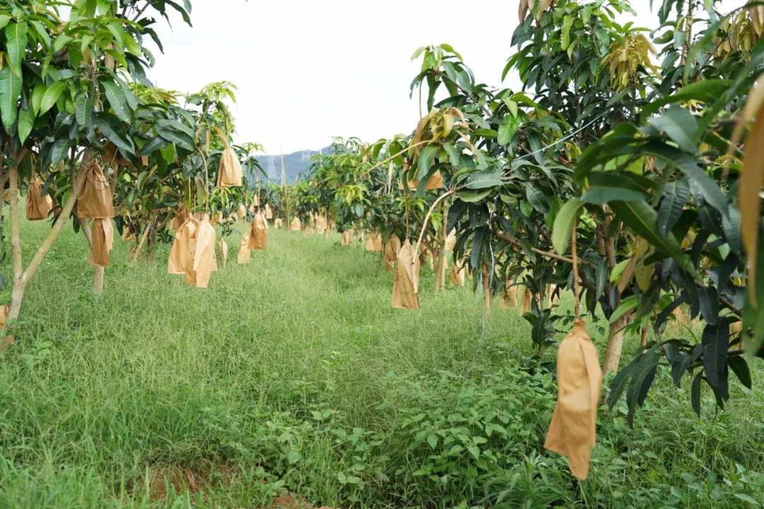 罗定市苹塘镇瑞平村金煌芒9