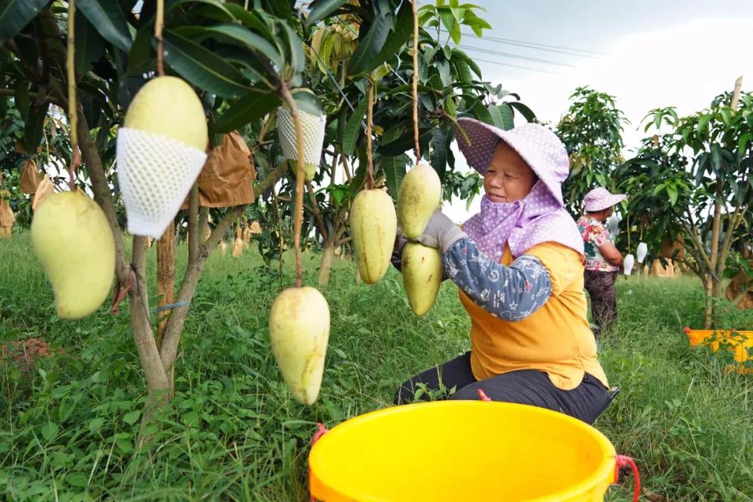 罗定市苹塘镇瑞平村金煌芒1