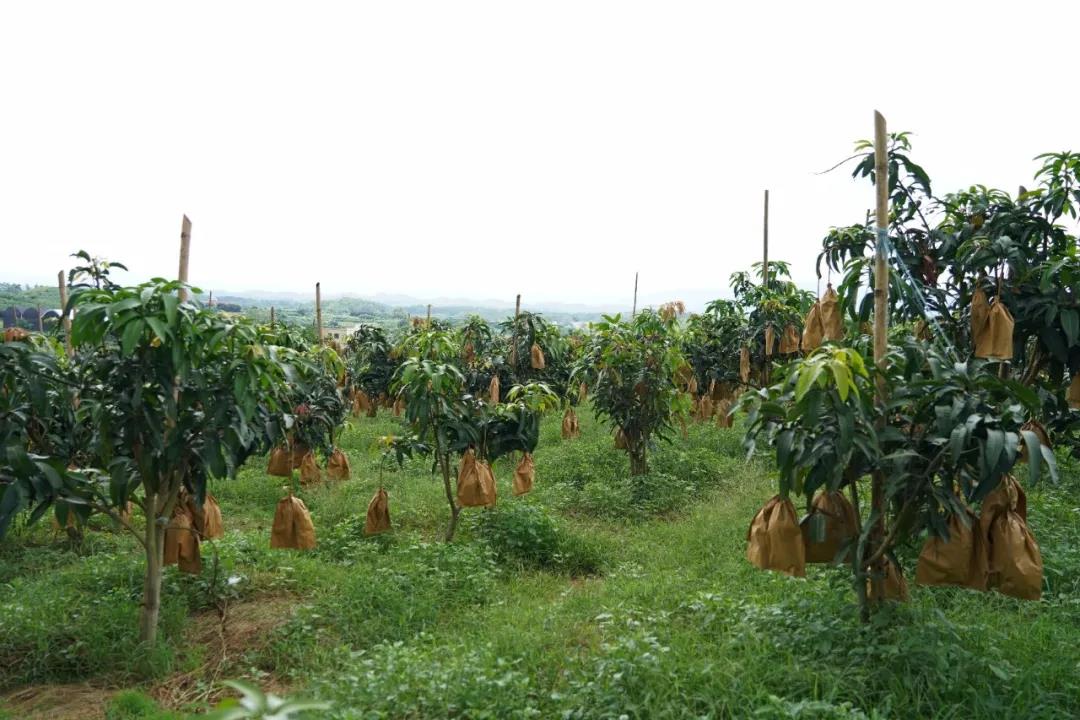 罗定市苹塘镇瑞平村金煌芒1