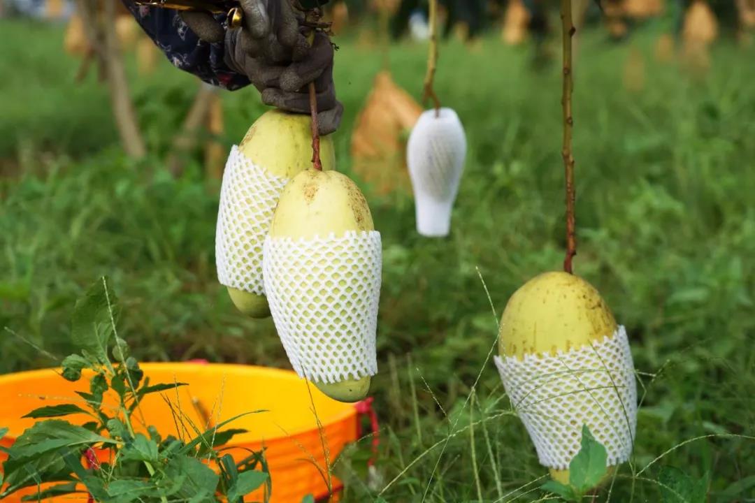 罗定市苹塘镇瑞平村金煌芒1