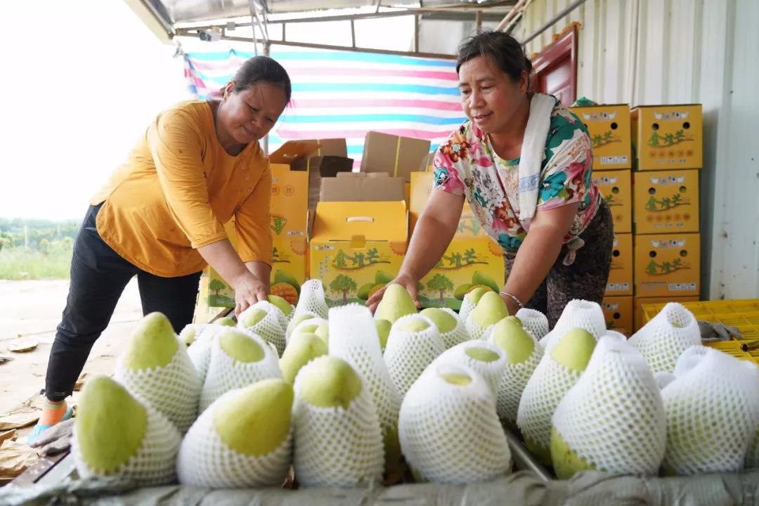 罗定市苹塘镇瑞平村金煌芒4