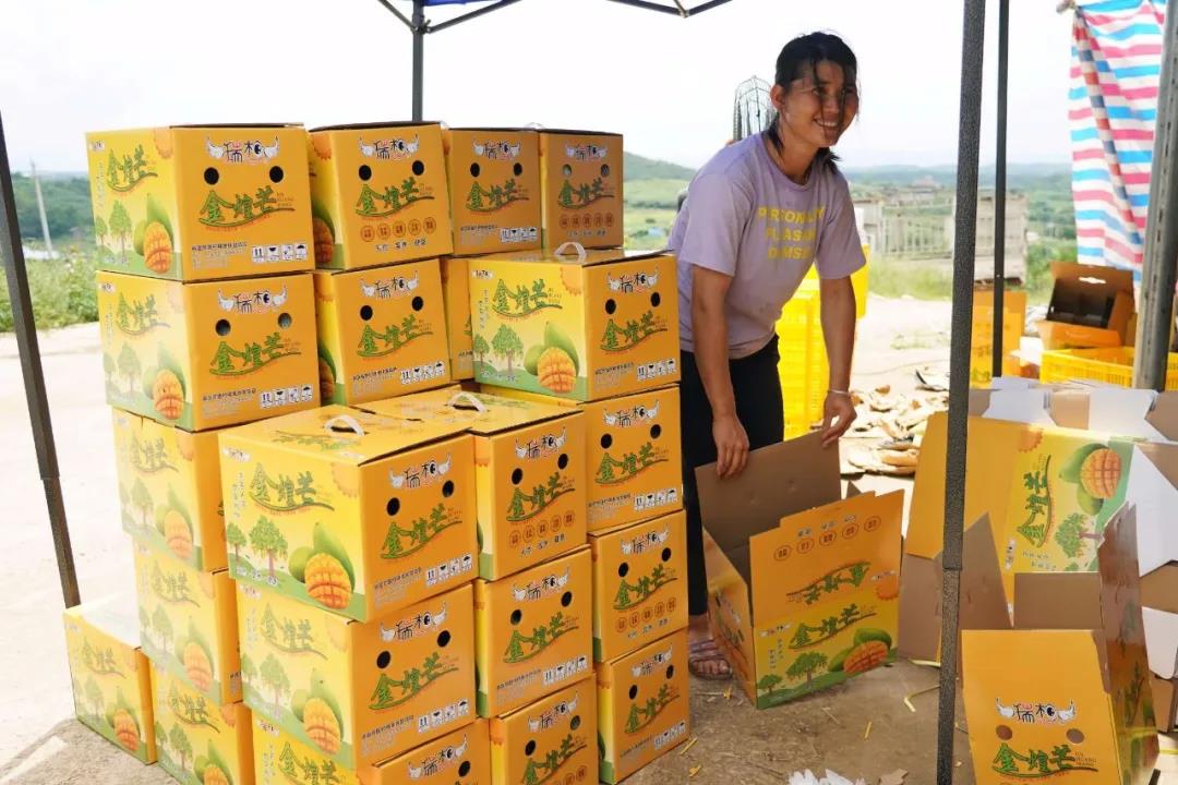 罗定市苹塘镇瑞平村金煌芒8