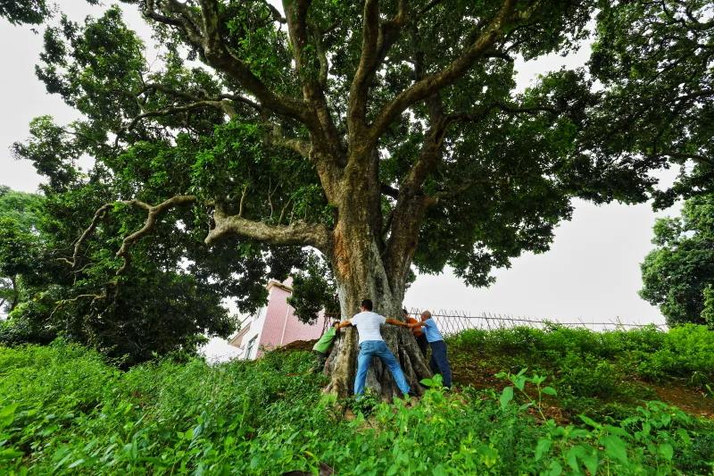 罗定现800多年荔枝树5
