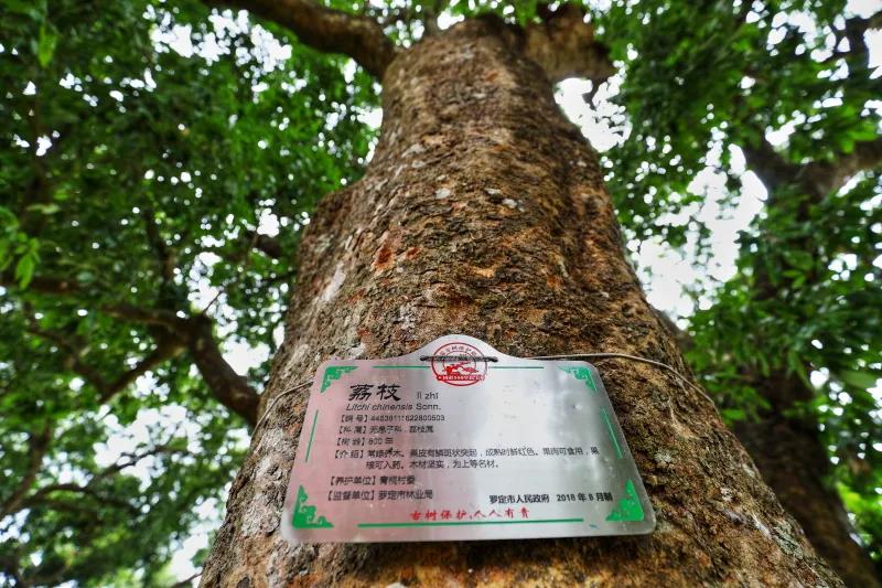 罗定现800多年荔枝树10