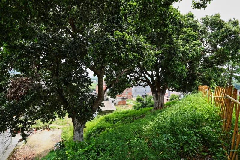 罗定现800多年荔枝树9