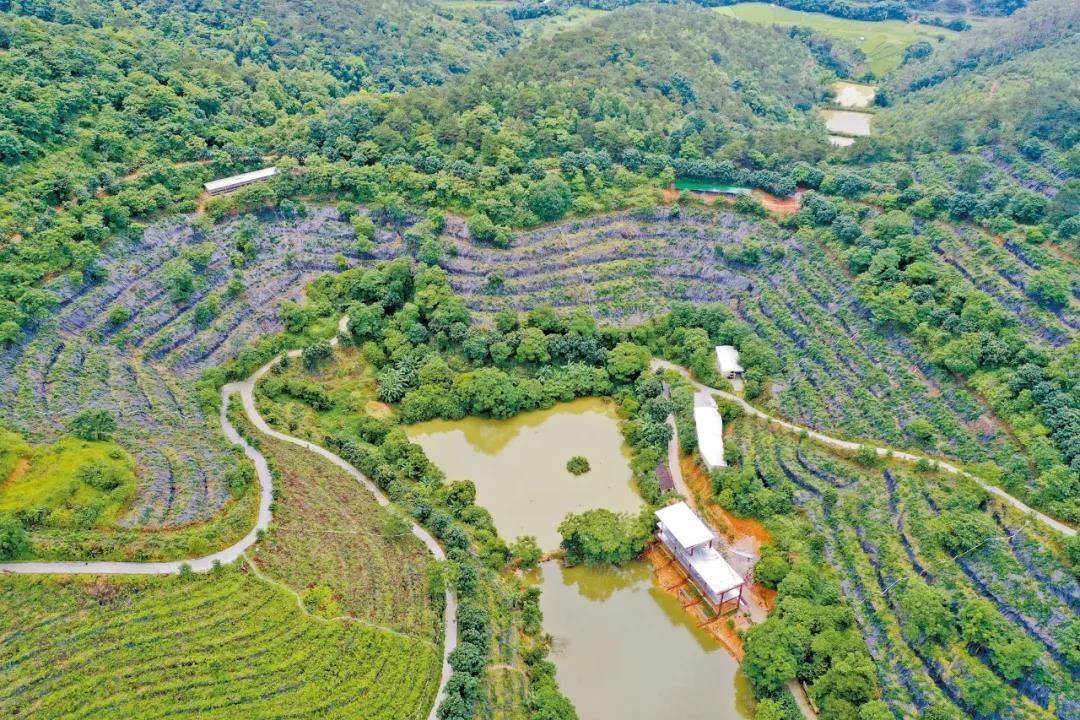 云城区腰古镇牛大力扶贫产业基地