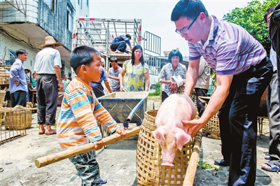 罗定市加益镇合江村肉猪养殖产业