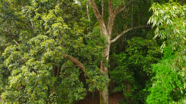 罗定泗纶镇泗荣黄沙村5