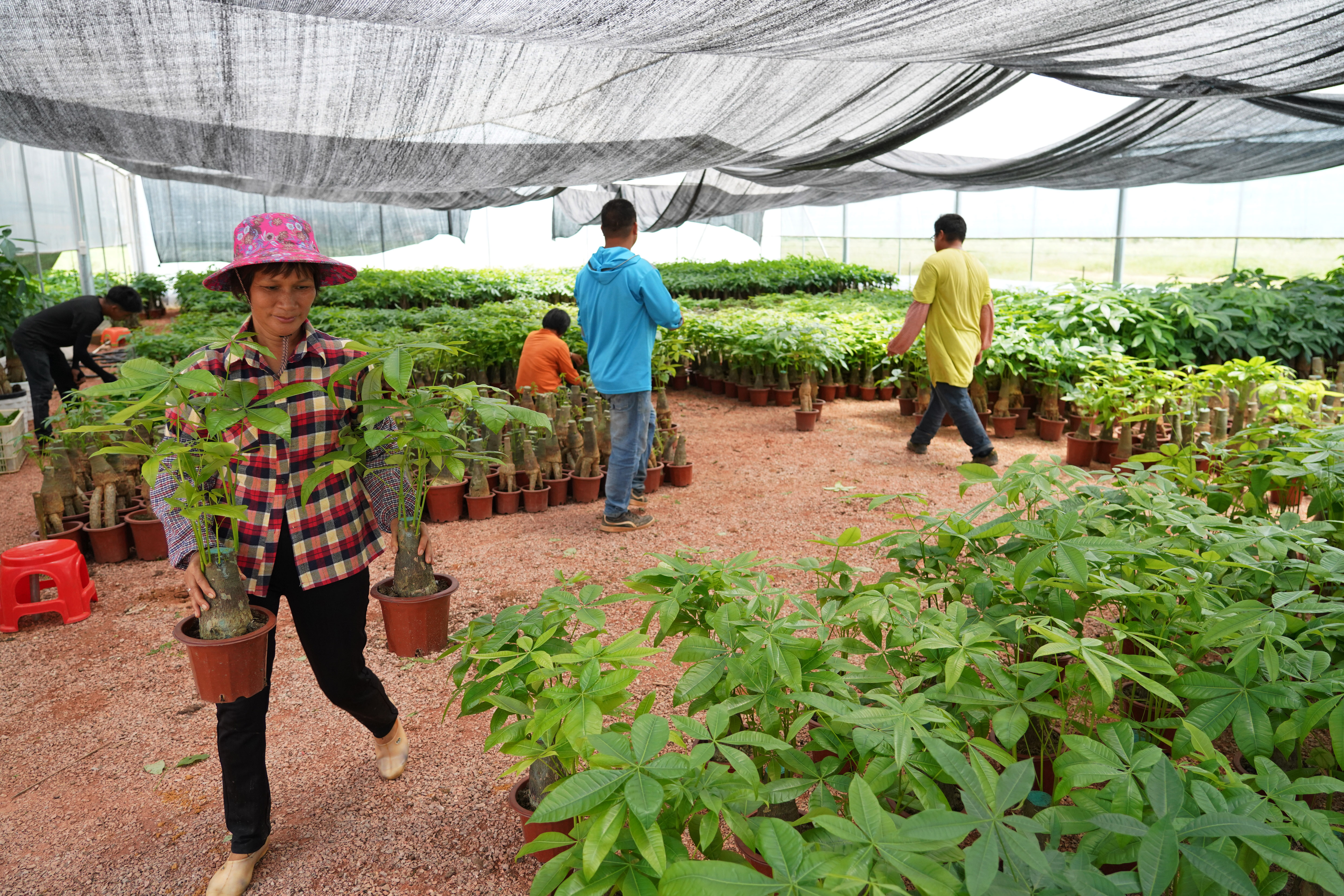 云安区白石镇发财树种植基地