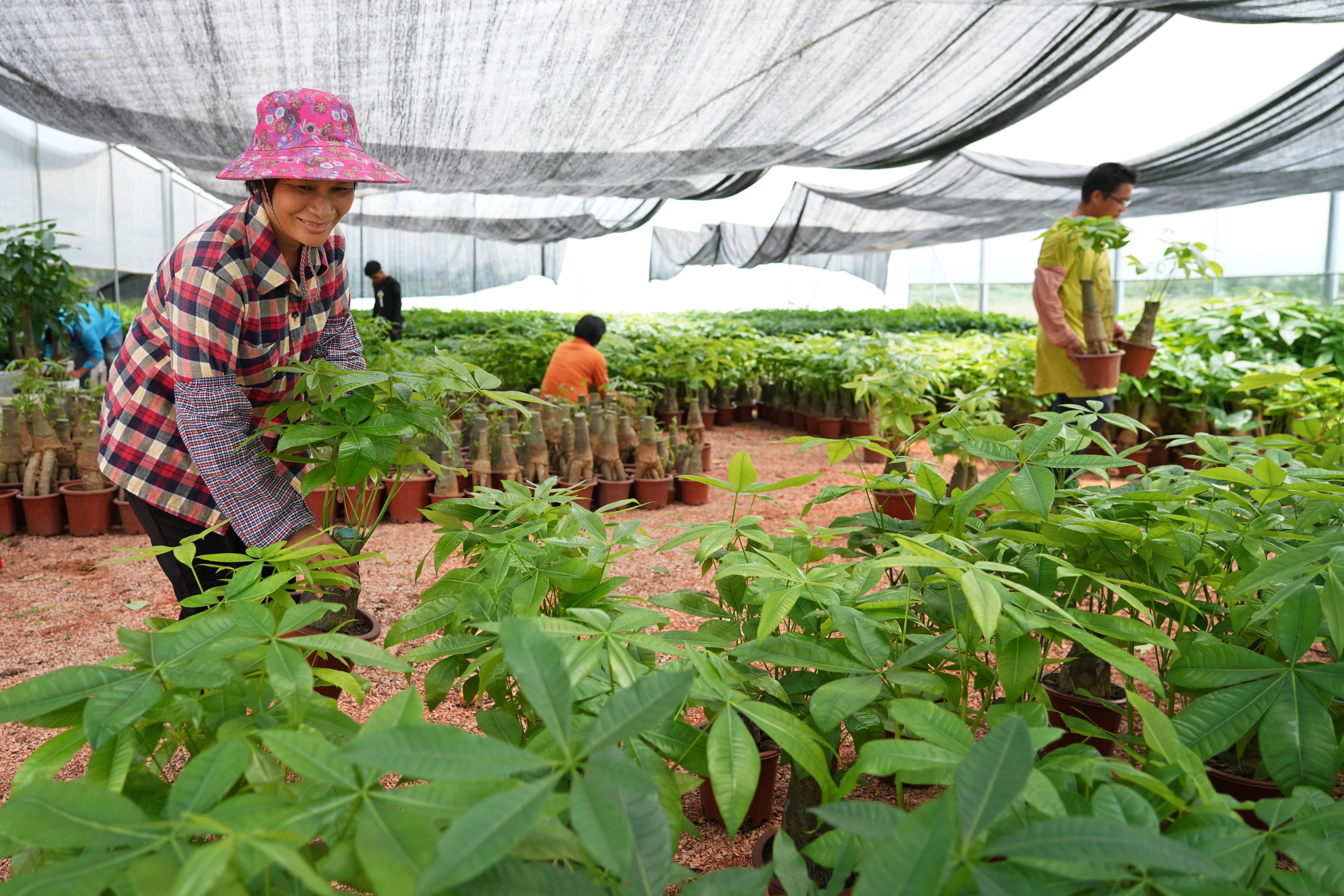 云安区白石镇发财树种植基地1