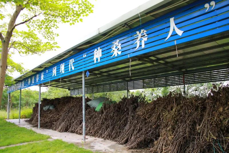 罗定市各地桑园3