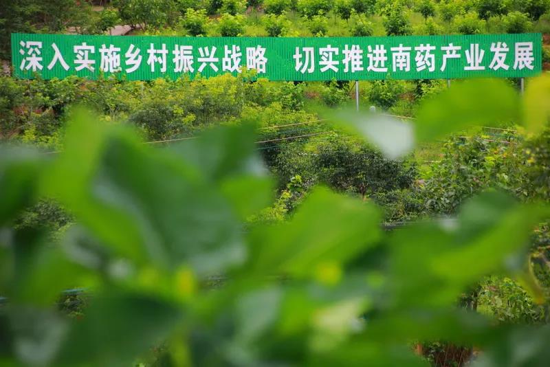罗定市各地桑园4