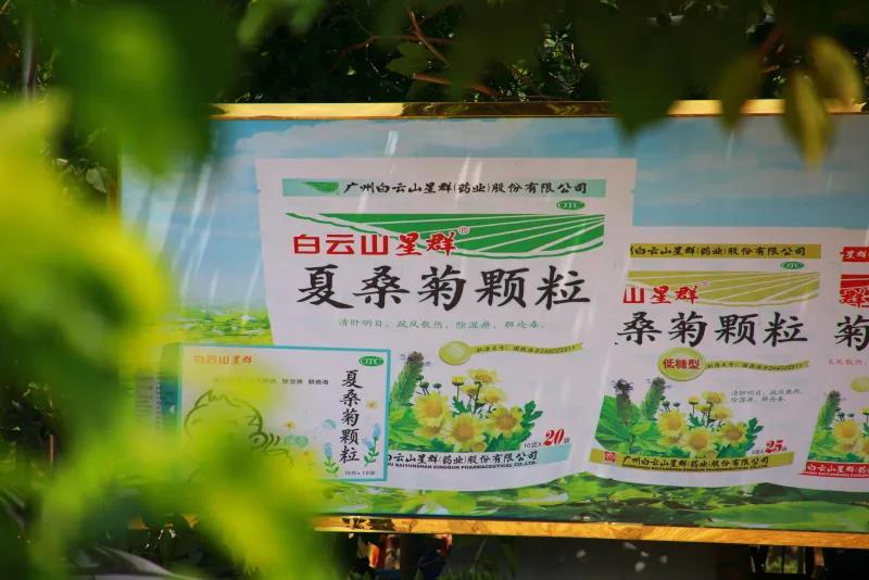 罗定市各地桑园5