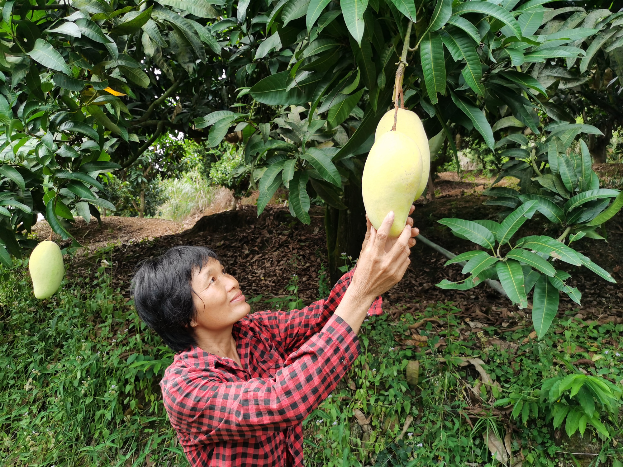 白石镇东星村金煌芒喜获丰收2