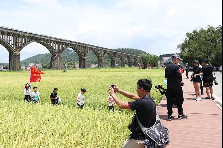 罗定美丽稻田成“打卡地”