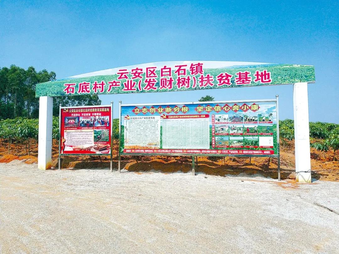 百亩扶贫产业发财树基地