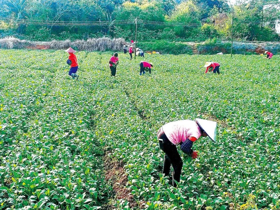 石底村蔬菜基地种植