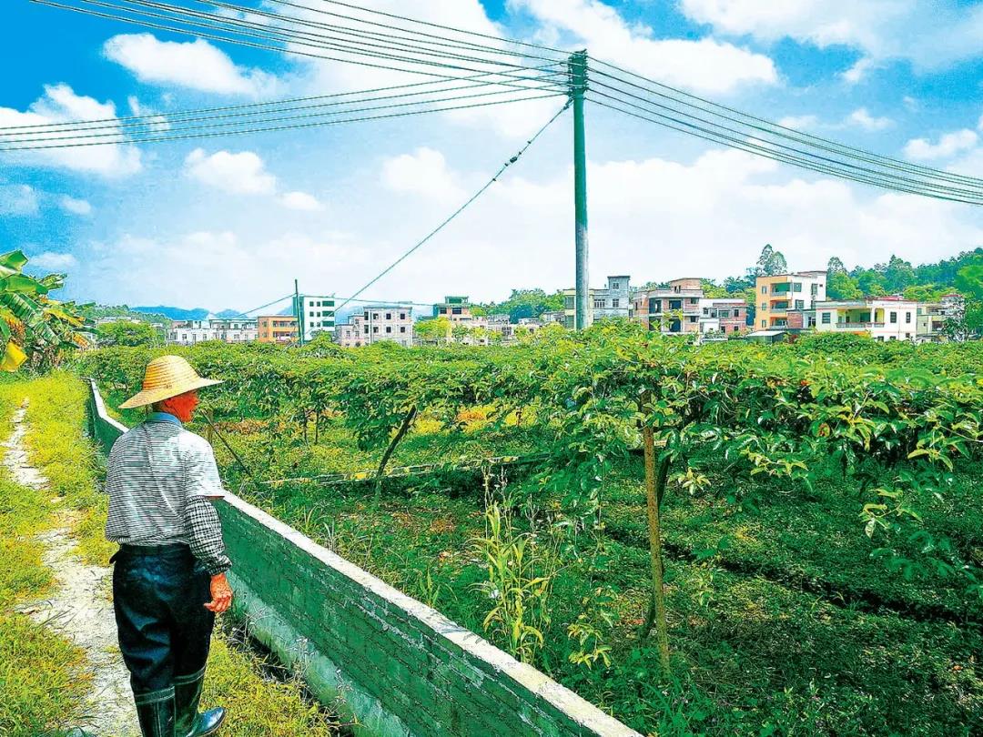 都杨镇榃容村扶贫产业百香果基地