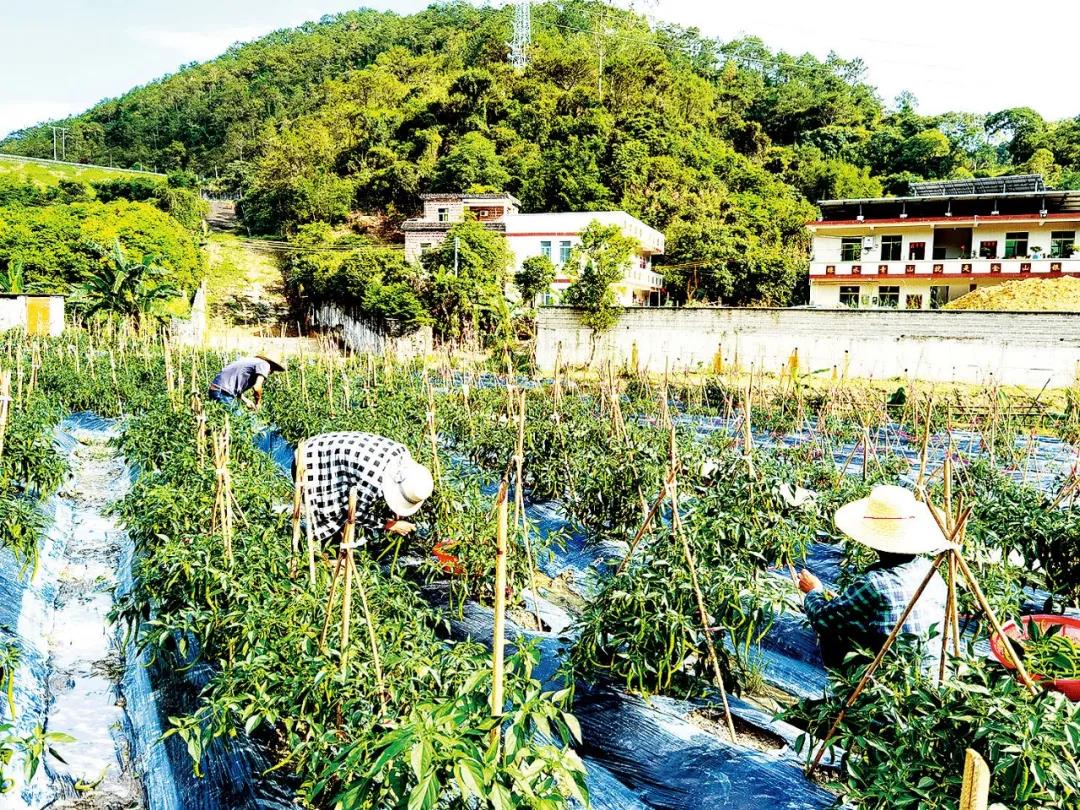 云安农民在蔬菜基地忙着采摘蔬菜