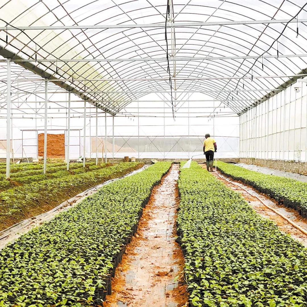 罗定：苹塘南领南药育苗基地