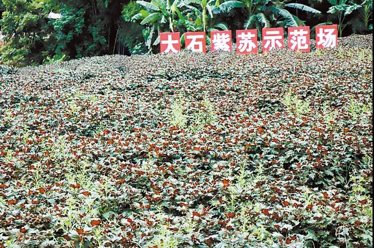 罗定：龙湾镇大石紫苏种植示范场