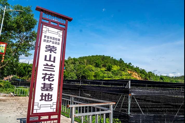 泗纶镇兰花种植基地