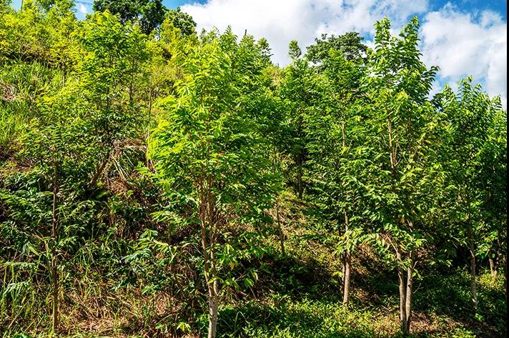泗纶镇南药（沉香）种植基地