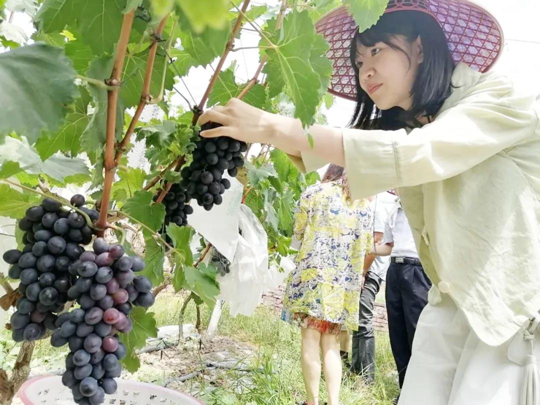 罗定素龙街道凤塘村葡萄1