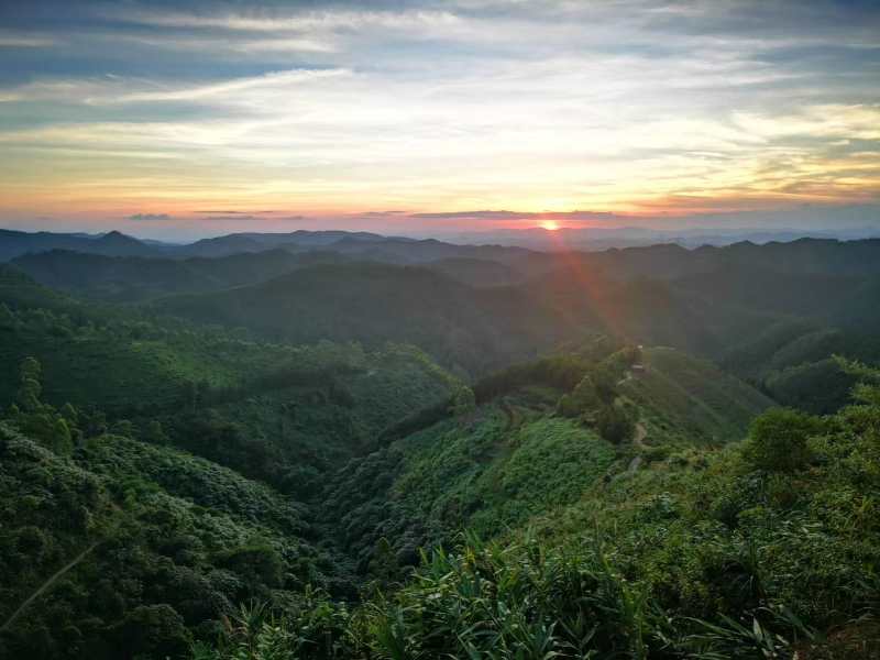 云安茶园 (4)