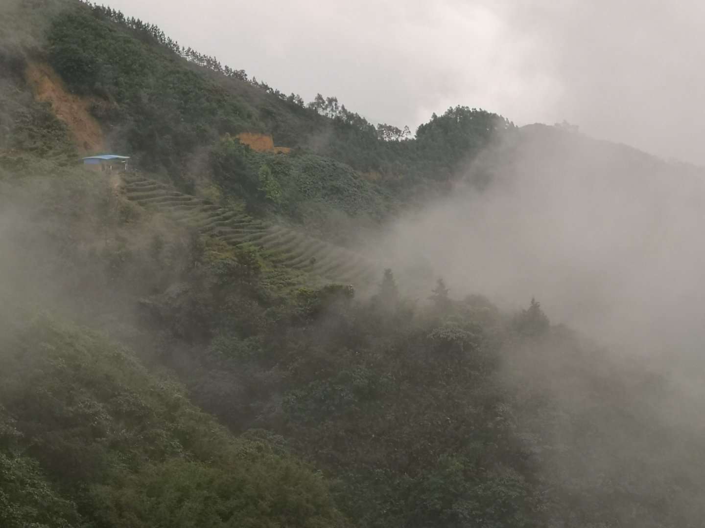 云安茶园 (6)