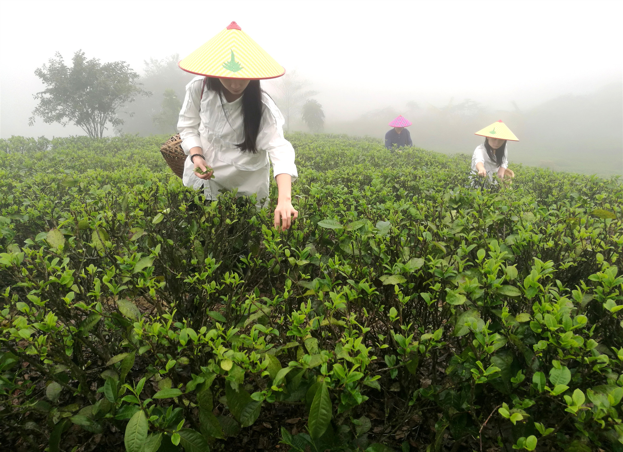 云安茶园 (3)