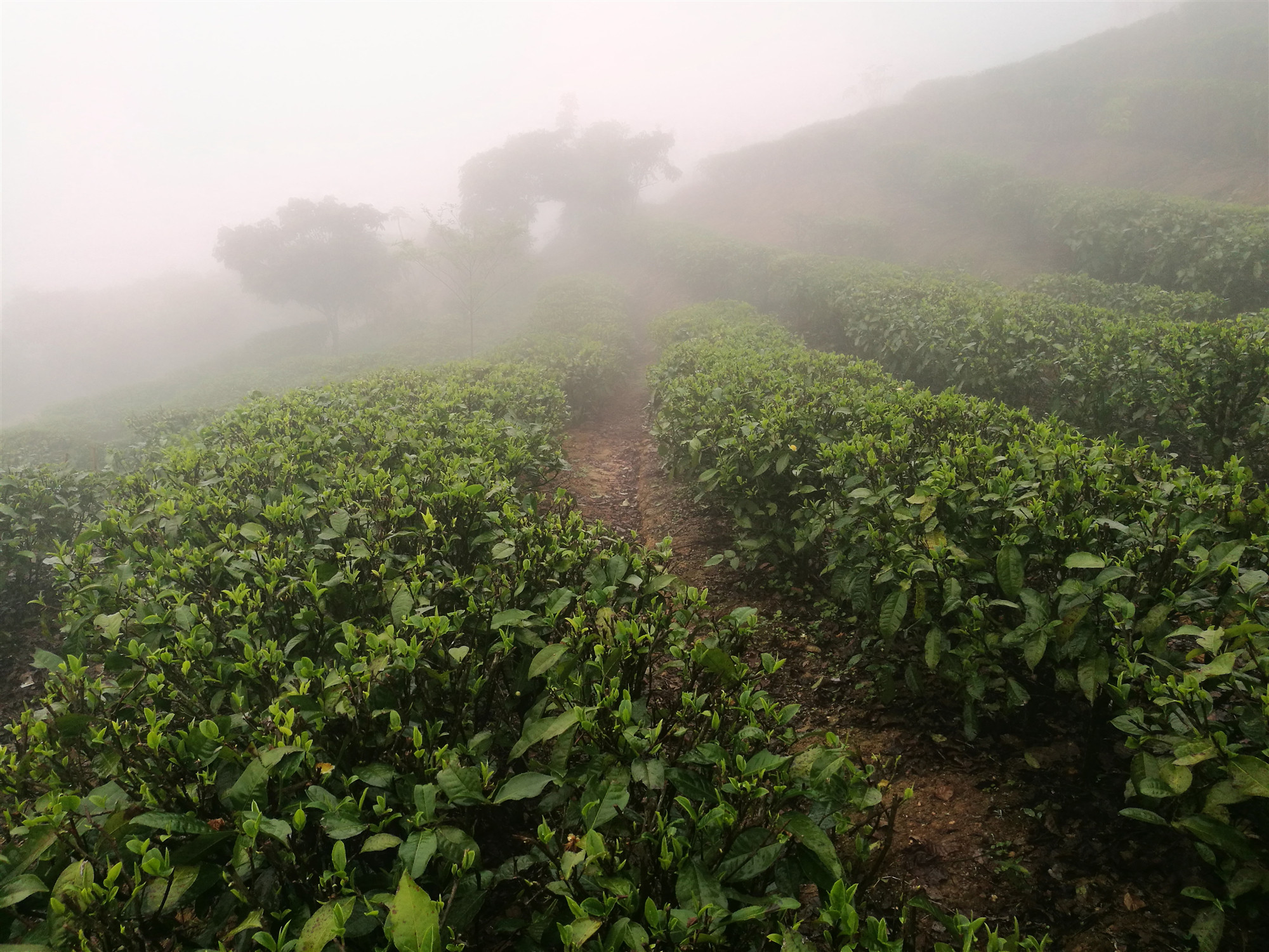 云安茶园 (5)