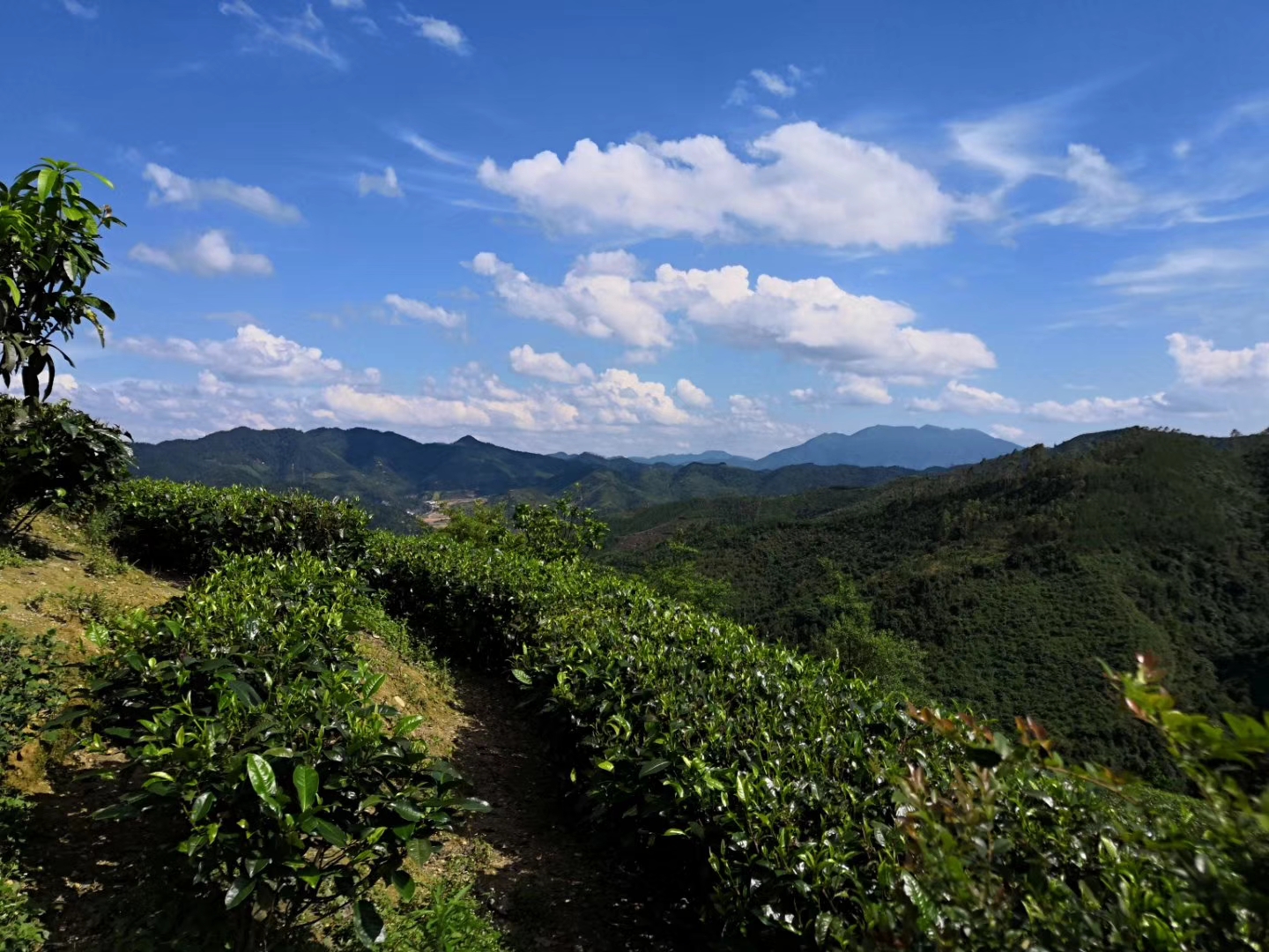 云安茶园 (2)