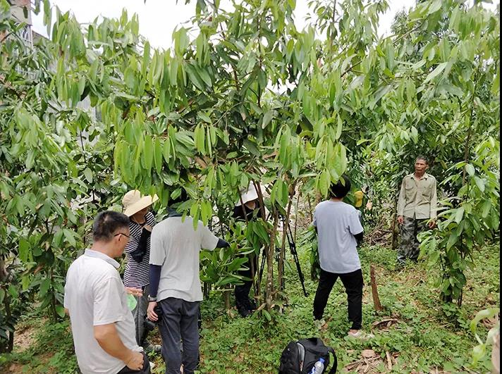 《广东印记》微视频摄制组到罗定拍摄“罗定肉桂”专题纪录片3