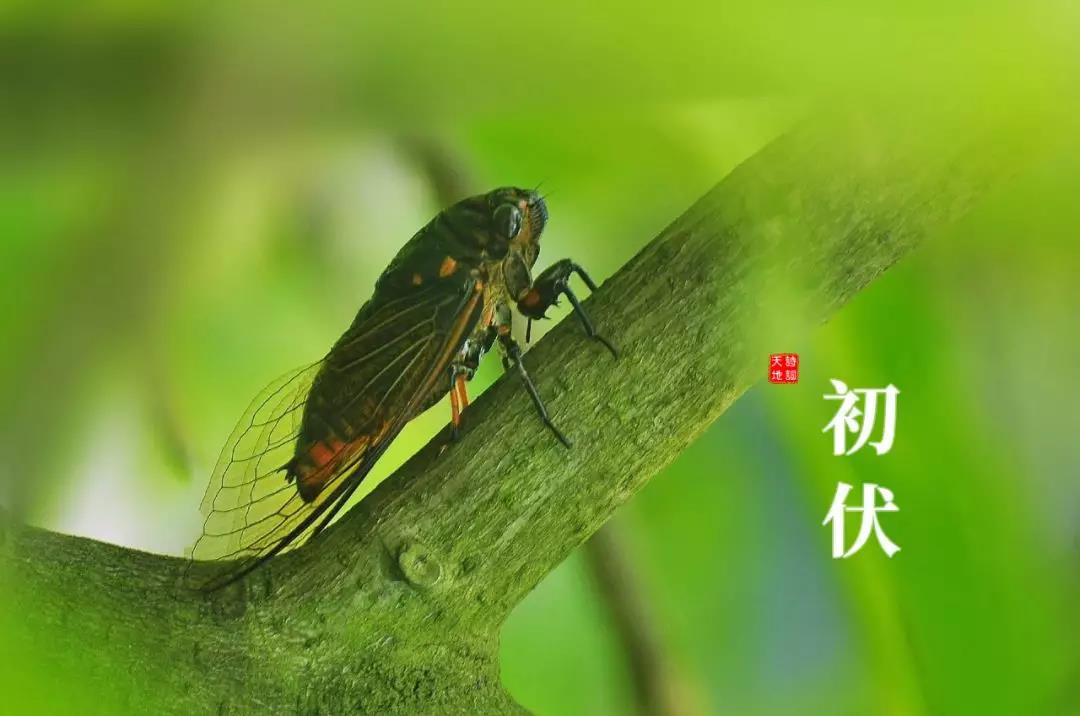 三伏天的正确打开方式：静心2