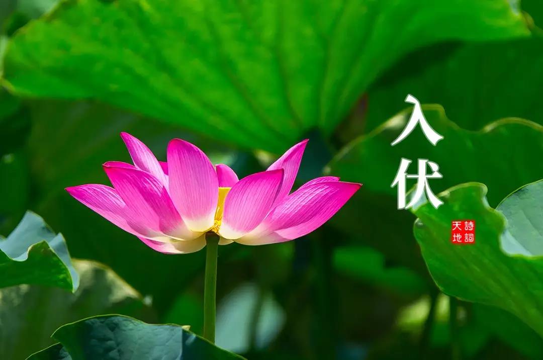 三伏天的正确打开方式：静心1