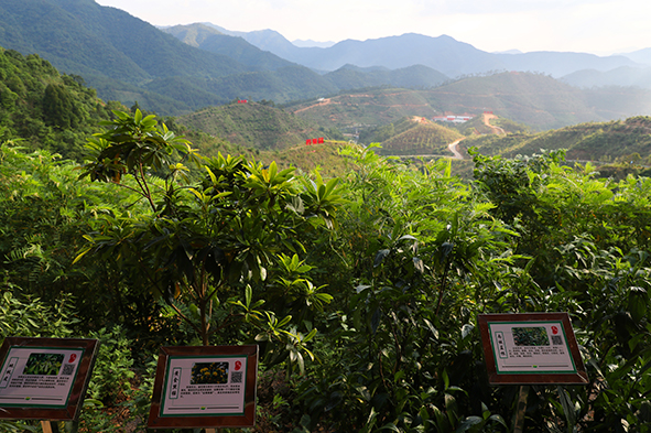 龙湾万亩南药基地生态游