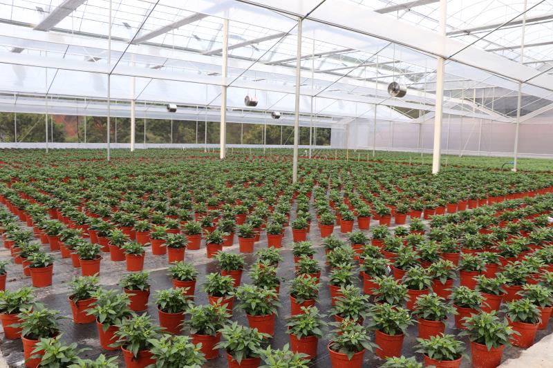 郁南县积极探索扶贫资产管理长效机制花卉基地