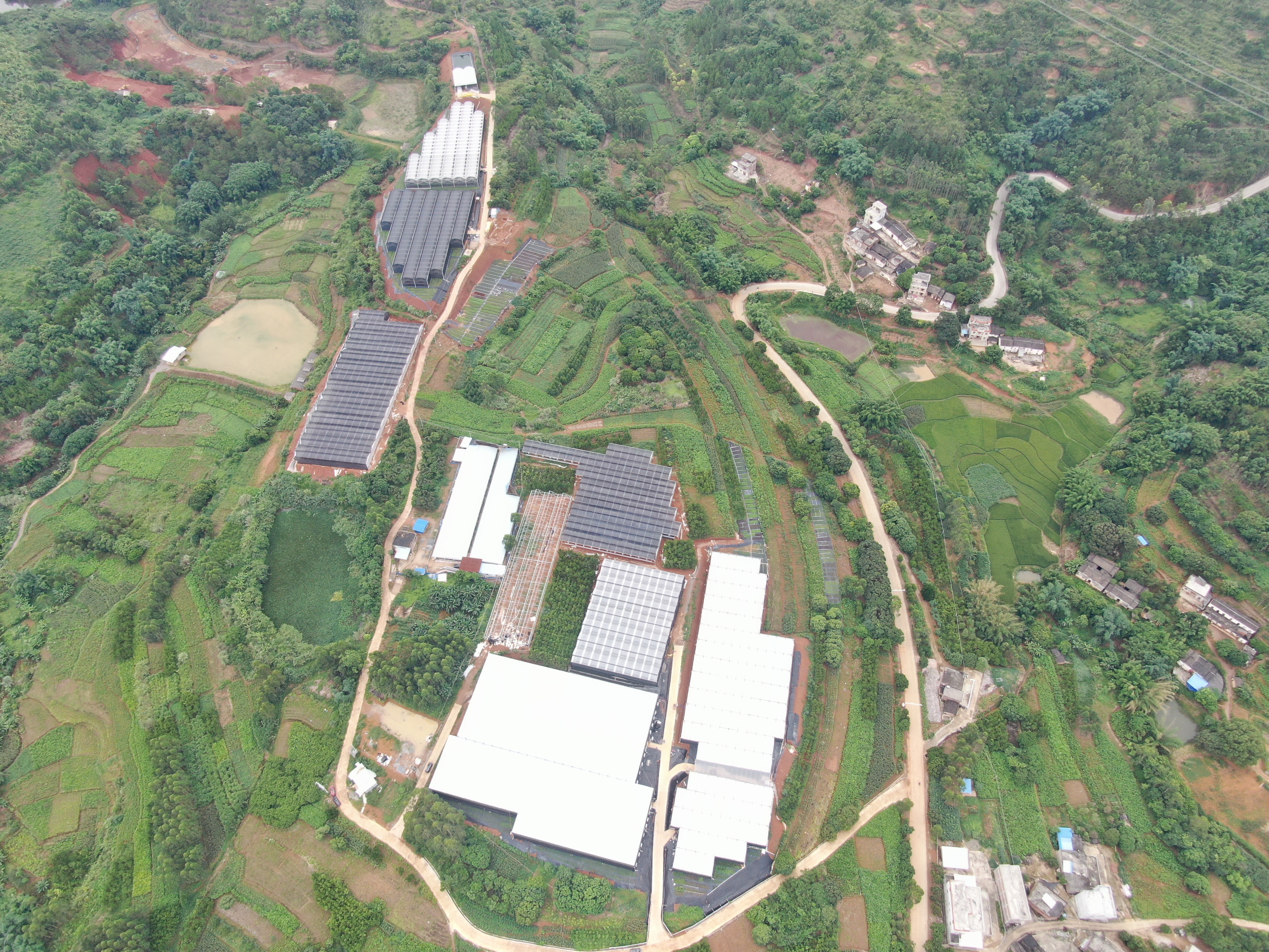 郁南县东坝镇华创花卉基地
