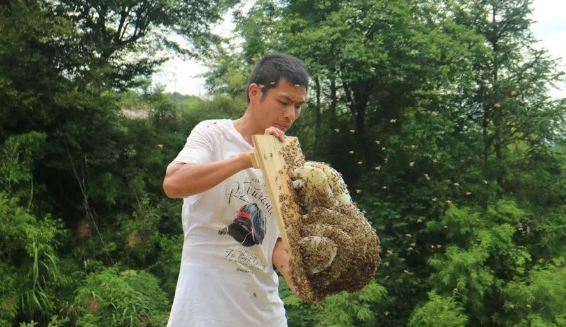 小镇青年养蜂