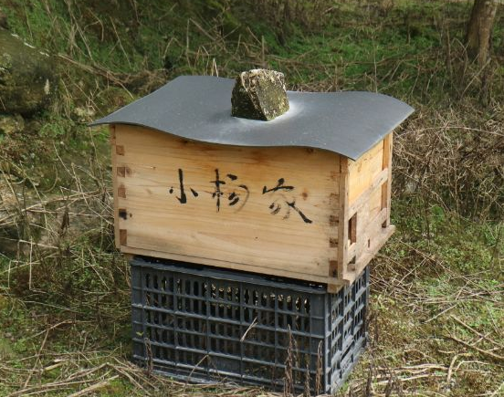 小镇青年养蜂2