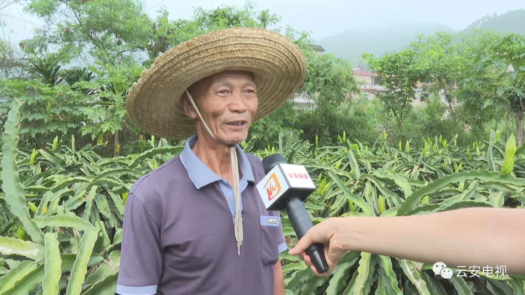 年产值30多万元！石城上洞百亩剑花喜迎丰收7