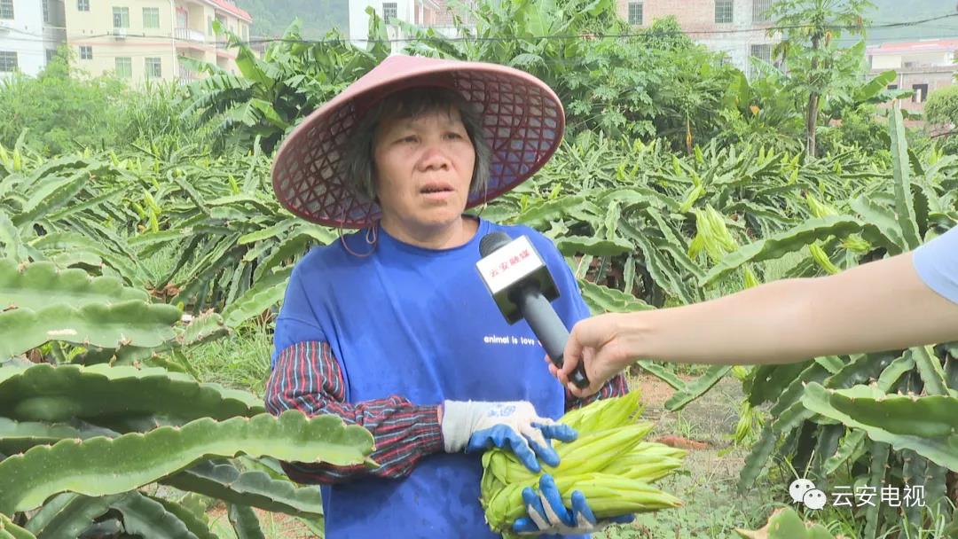 年产值30多万元！石城上洞百亩剑花喜迎丰收5