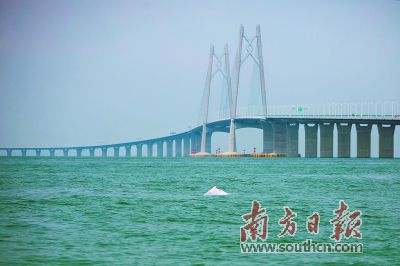 港珠澳大桥邂逅“海上大熊猫”