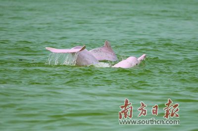 港珠澳大桥邂逅“海上大熊猫”1