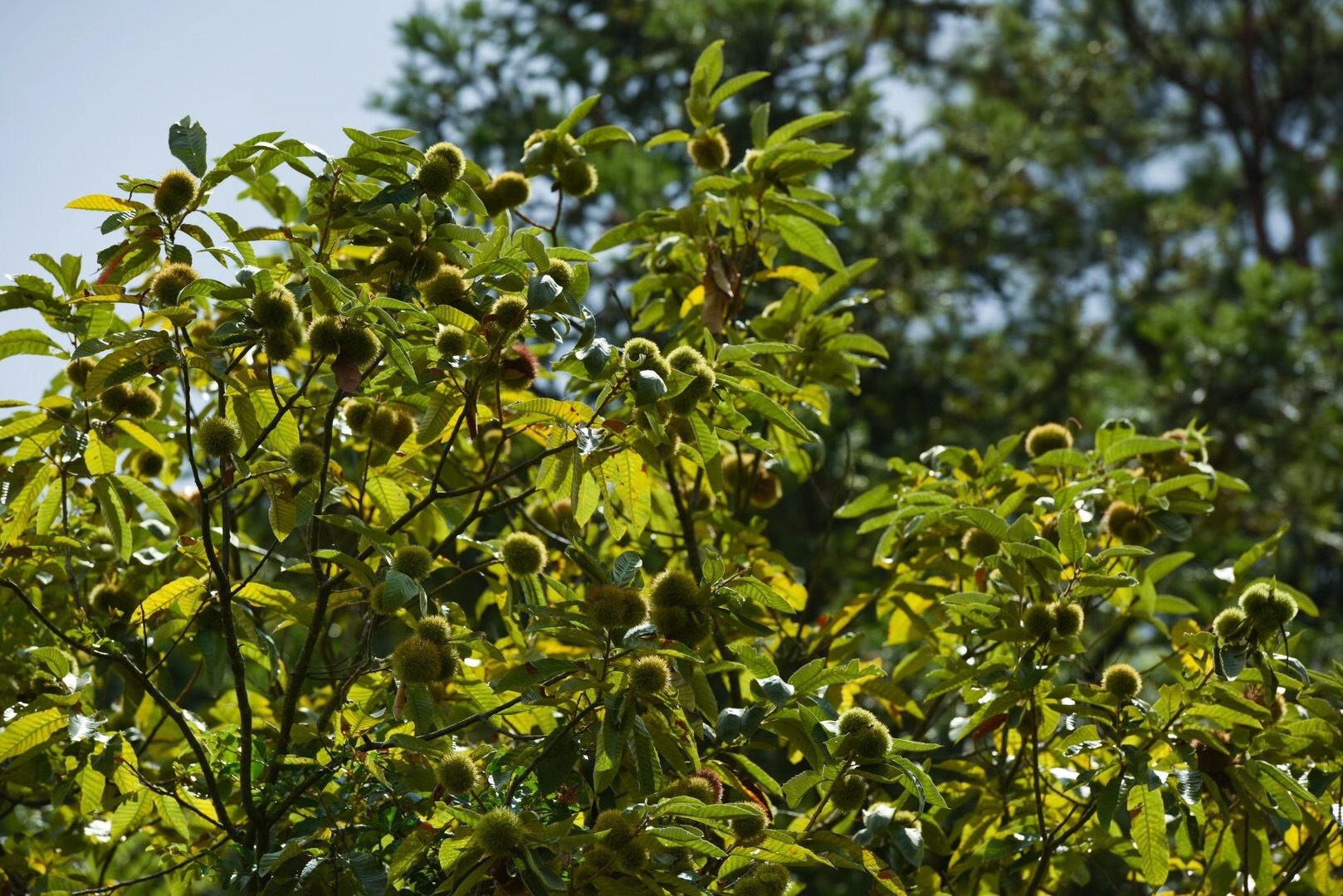 郁南金菊顶油栗 (2)