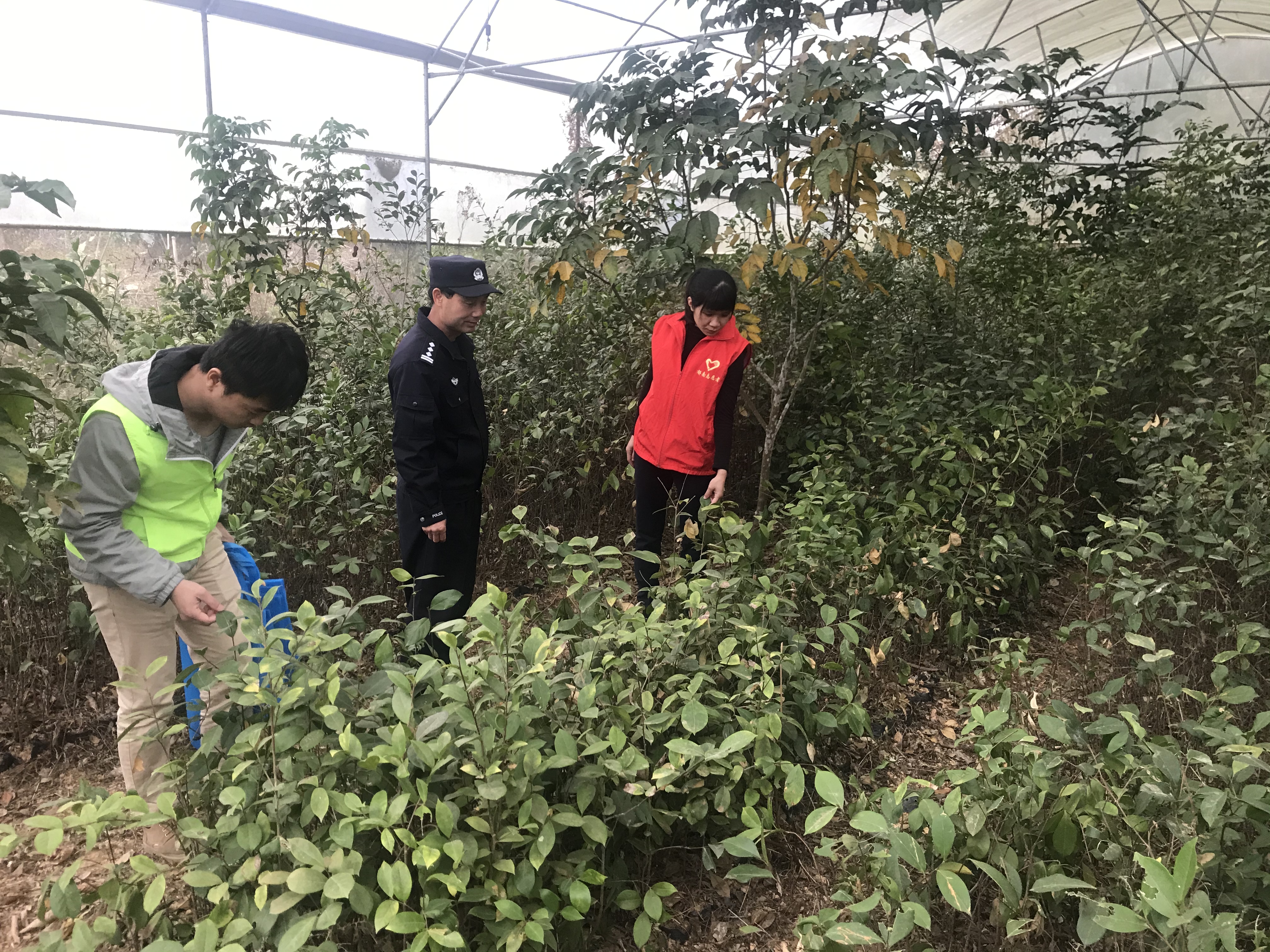 建城镇开展禁种铲毒踏查活动