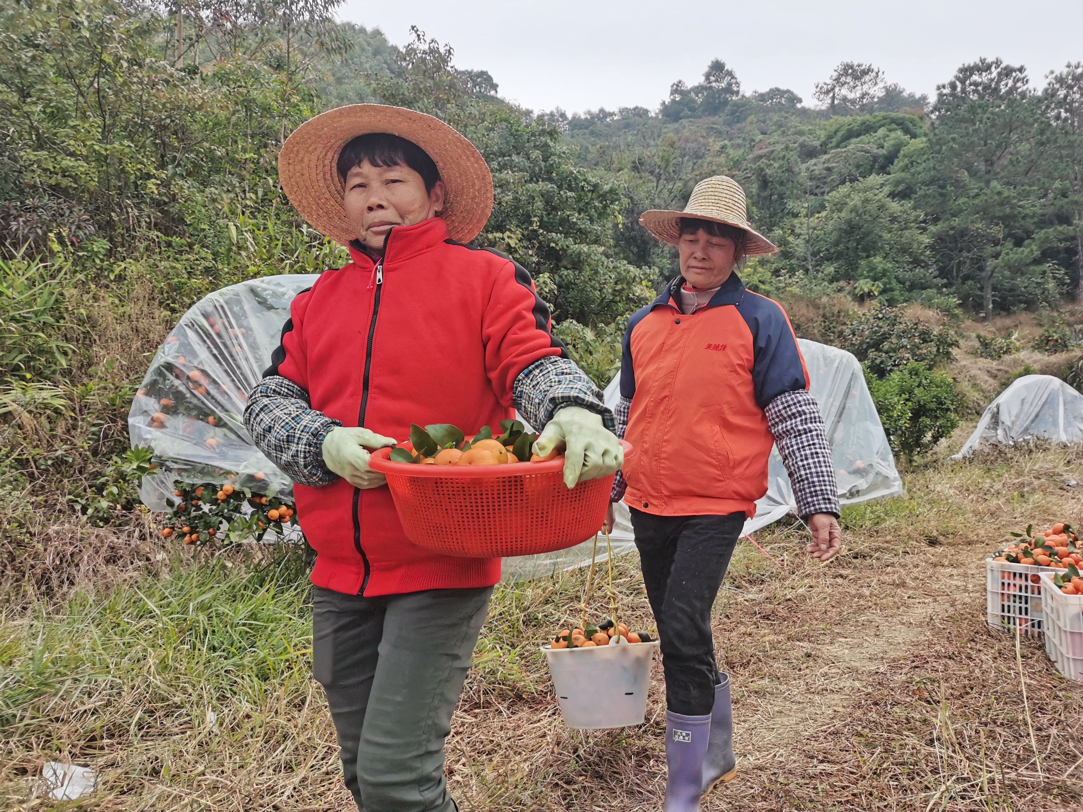 都杨镇降面村土地流转见成效 (3)