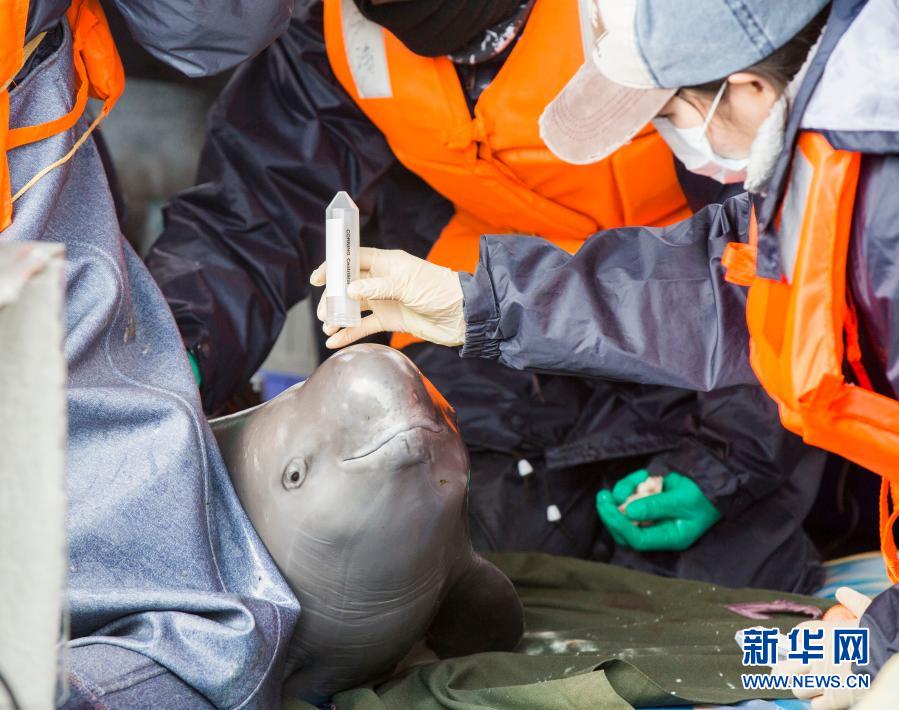 中科院水生生物研究所工作人员在鄱阳湖都昌水域对江豚进行体检